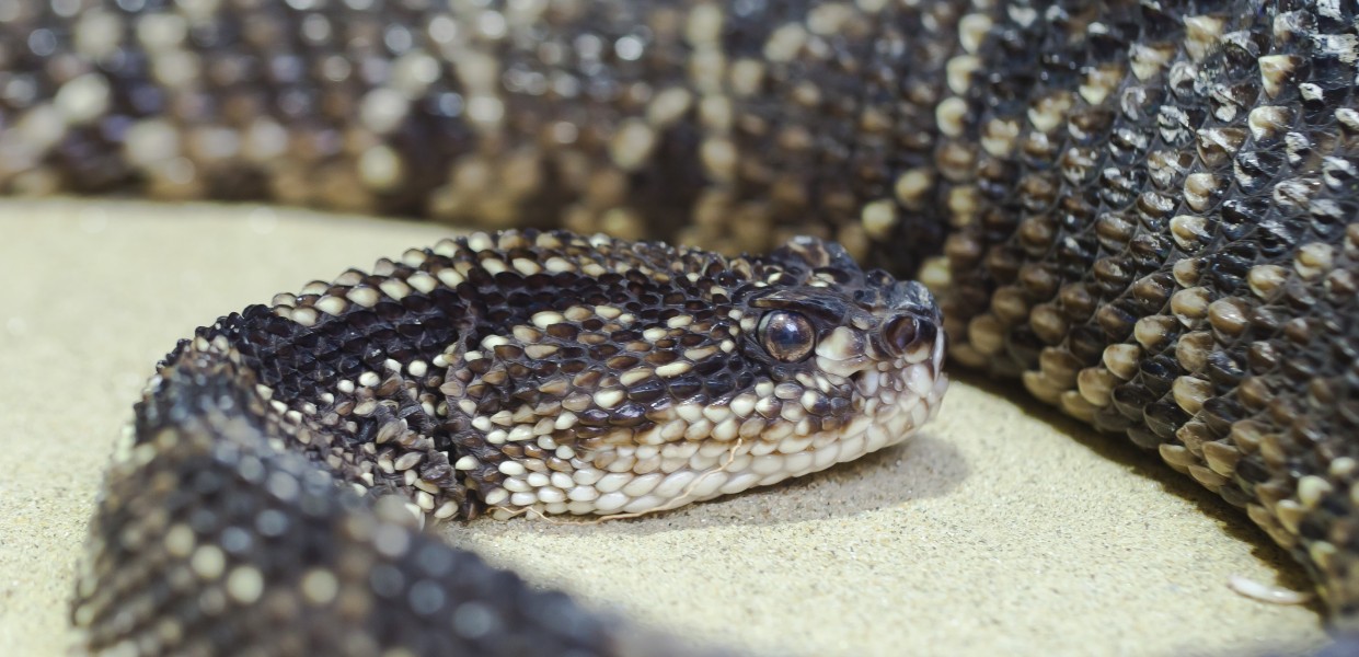 Víbora de cascabel (Crotalus durissus), Tierpark Hellabrunn, Múnich, Alemania, 2012-06-17, DD 02