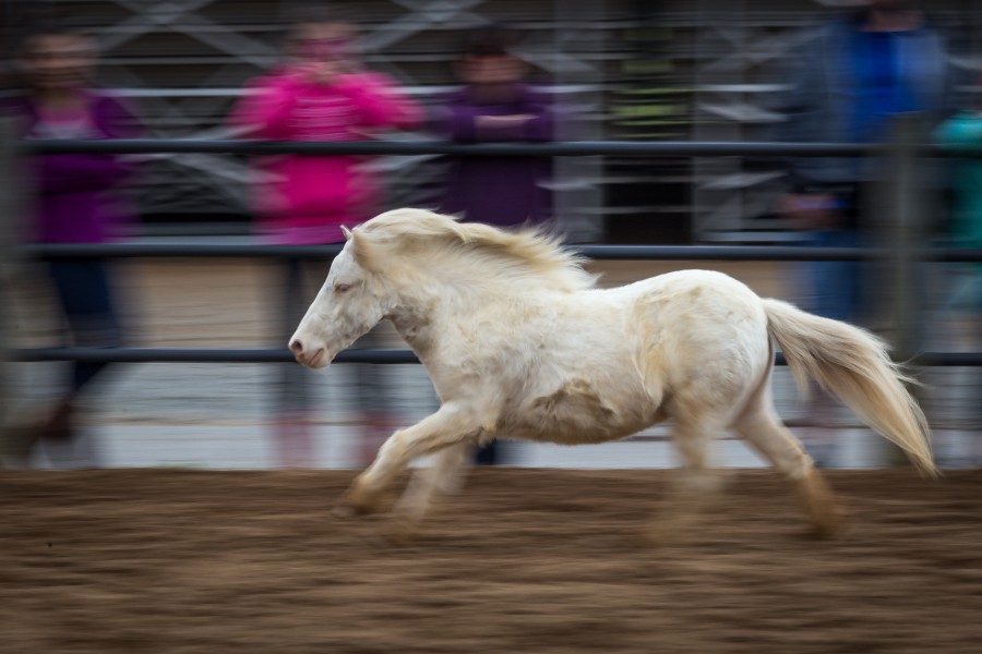 VA Horse Fest Pan HW (26119583502)