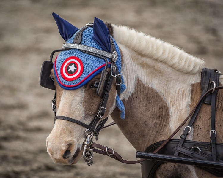 VA Horse Fest You Talking to Me (25949810450)