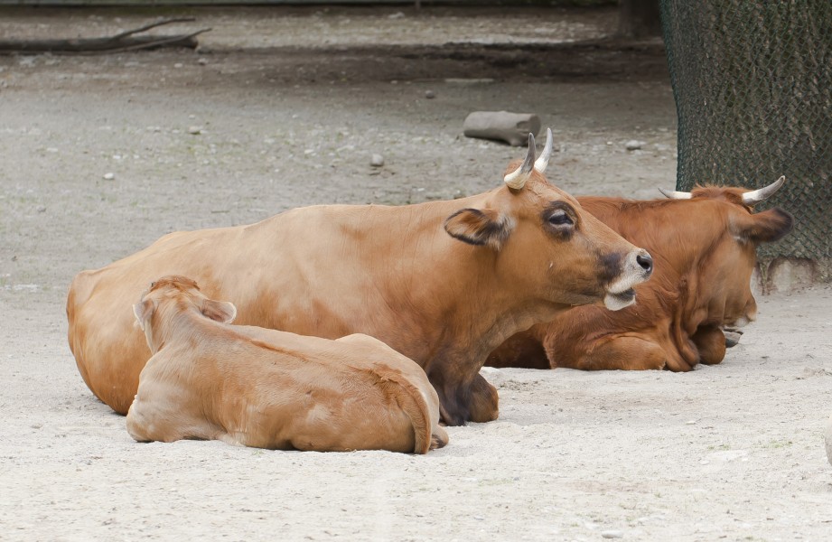 Vaca (Bos primigenius taurus), Tierpark Hellabrunn, Múnich, Alemania, 2012-06-17, DD 01
