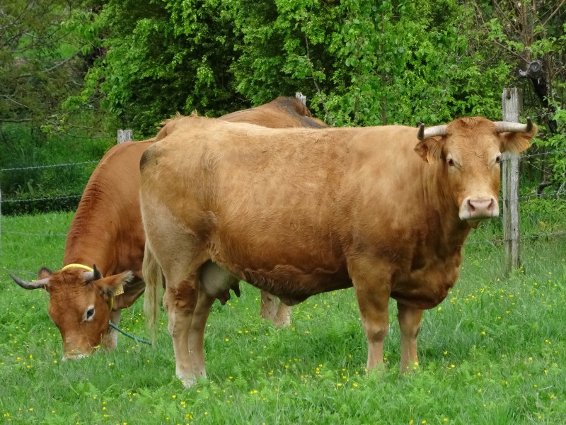 Vaca rubia galega, Cervo, Lugo 01
