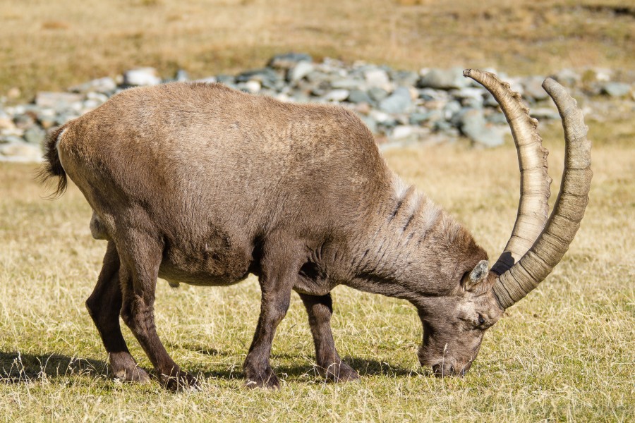 Valnontey rock goat (8062099678)