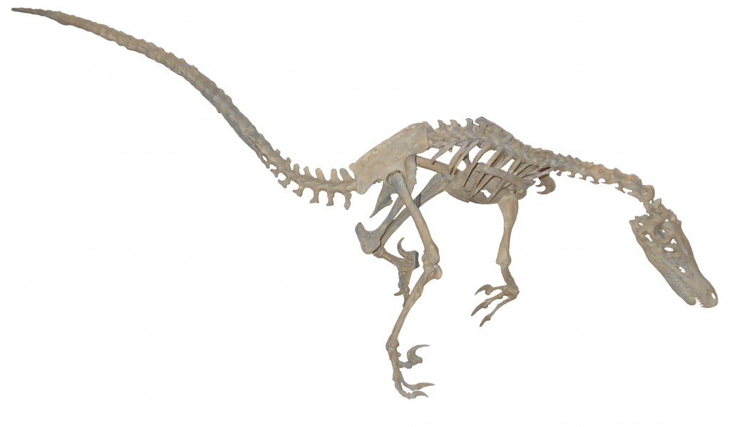 Velociraptor skelett Rom white background