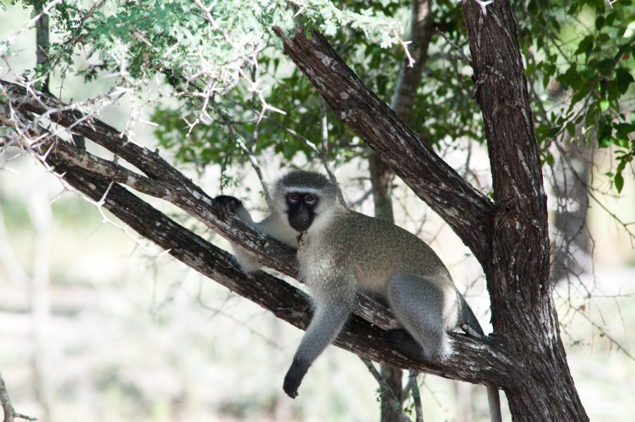 Vervet Monkey (3429131451)