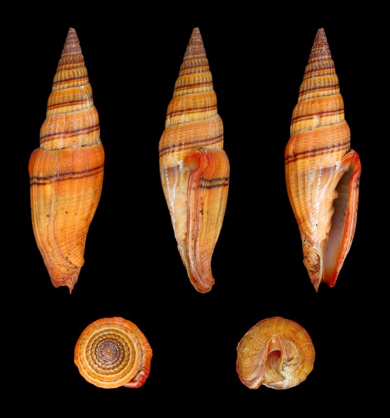Vexillum ornatum 01