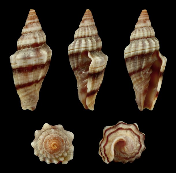 Vexillum plicarium 01
