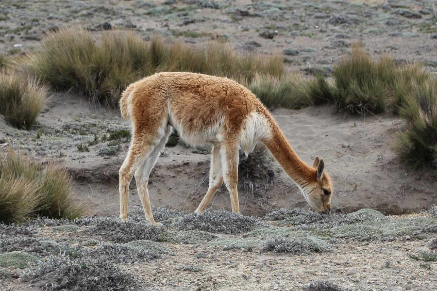 Vicuña in Chimborazo Wildlife Reserve