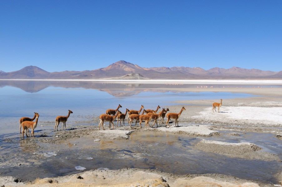 Vicunhas in Chile
