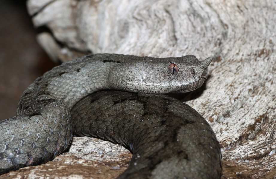 Vipera-ammodytes-ruffoi-weiblich