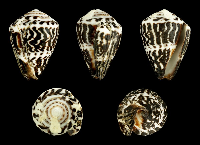 Virroconus chaldaeus chaldaeus 01
