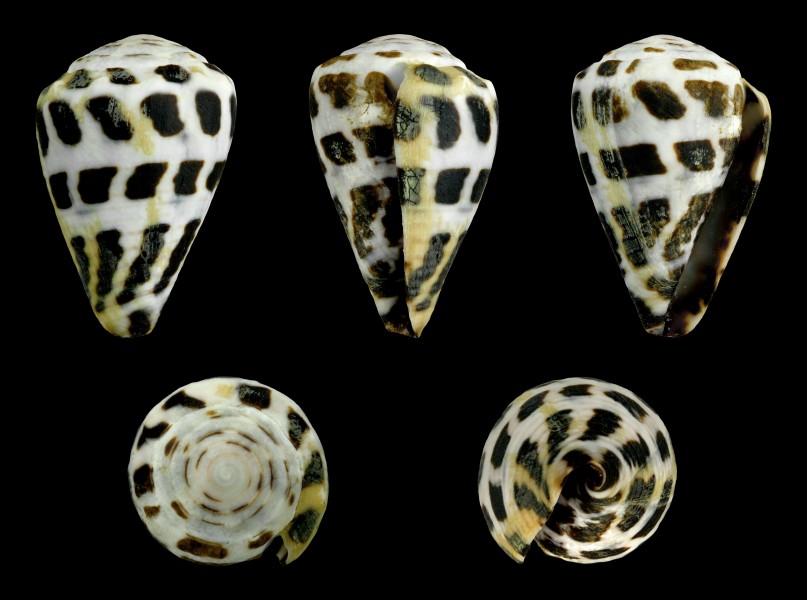 Virroconus ebraeus 01
