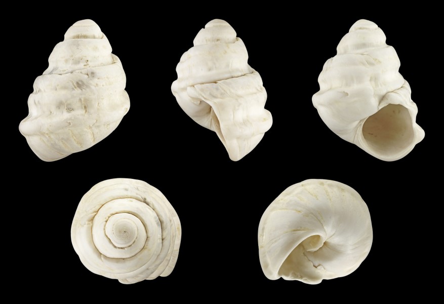 Viviparus brevis trochlearis 01