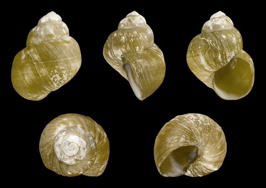Viviparus mamillatus 01