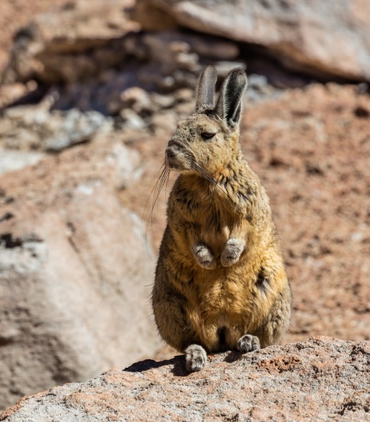 Vizcacha de la Sierra (Lagidium viscacia), Desierto de Siloli, Bolivia, 2016-02-03, DD 30