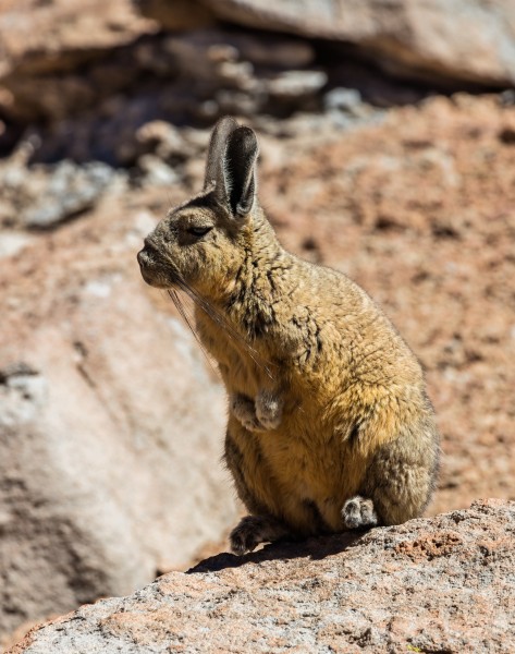 Vizcacha de la Sierra (Lagidium viscacia), Desierto de Siloli, Bolivia, 2016-02-03, DD 31