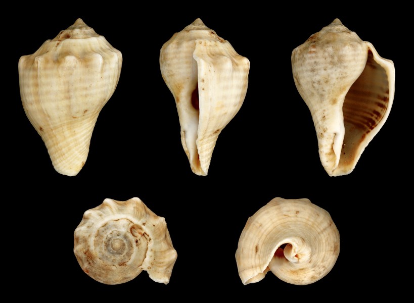 Volema pyrum 01