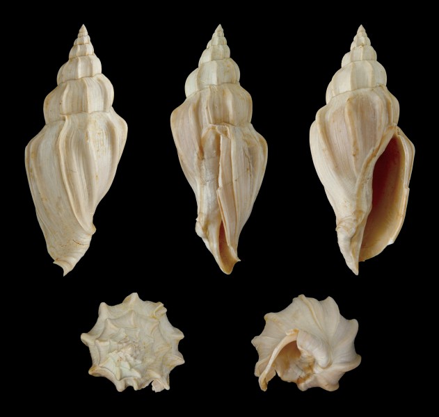 Volutilithes torulosus 01