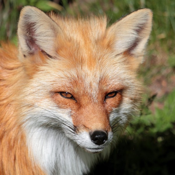 Vulpes vulpes PO