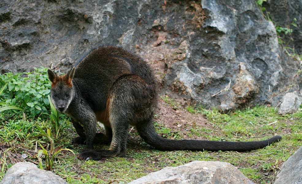 Wallabia bicolor Jenolan Caves