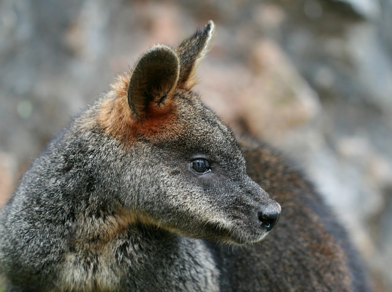 Wallabia bicolor Jenolan Caves portrait
