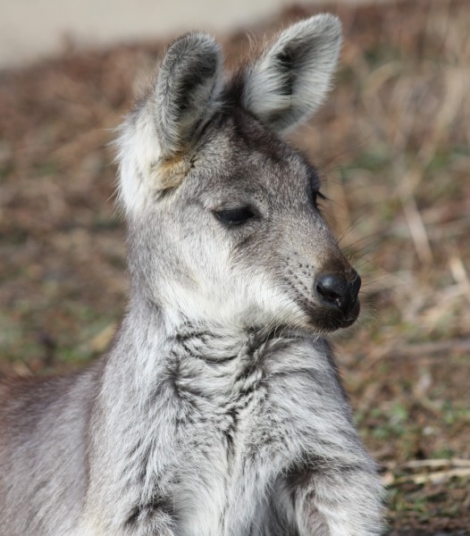 Wallaroo2010 3