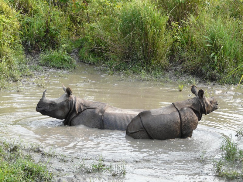 Wallowing rhinos Jaldapara WLS AJT Johnsinhgh
