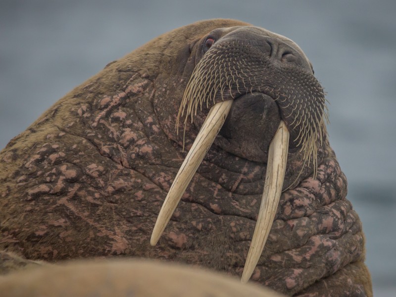 Walrus (Odobenus rosmarus) on Svalbard