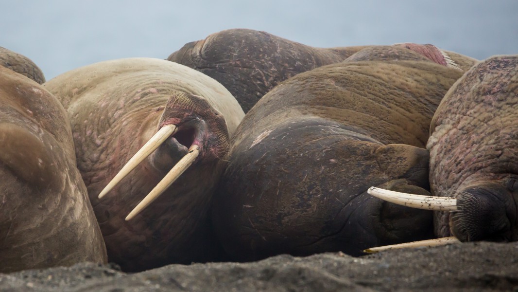 Walrus (Odobenus rosmarus) resting in a crowd on Wahlbergøya, Svalbard (4)