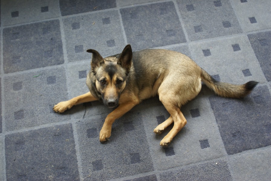Wanilia - dog