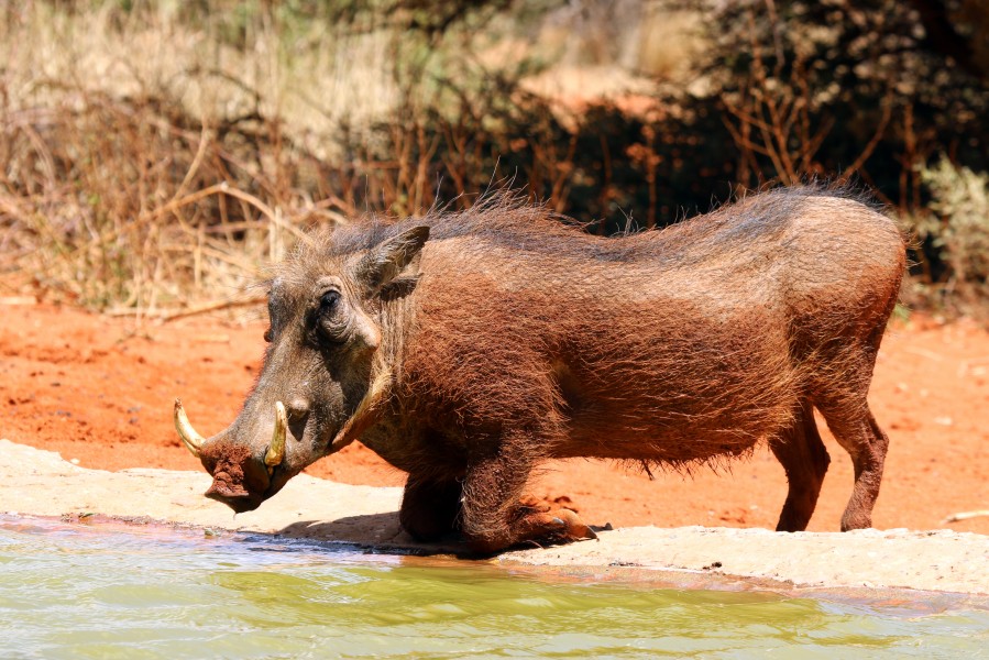 Warthogs (Phacochoerus africanus) male