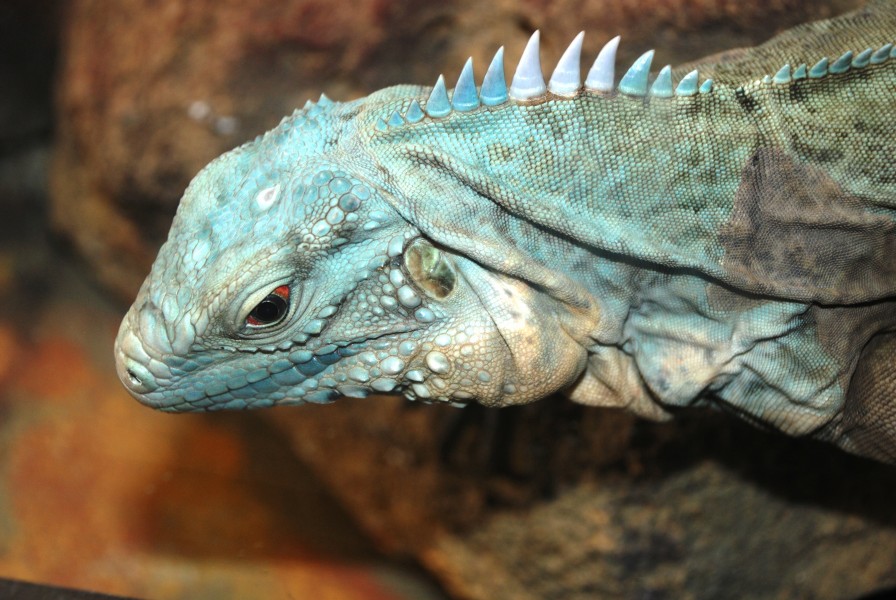 Washington DC Zoo - Cyclura lewisi 1