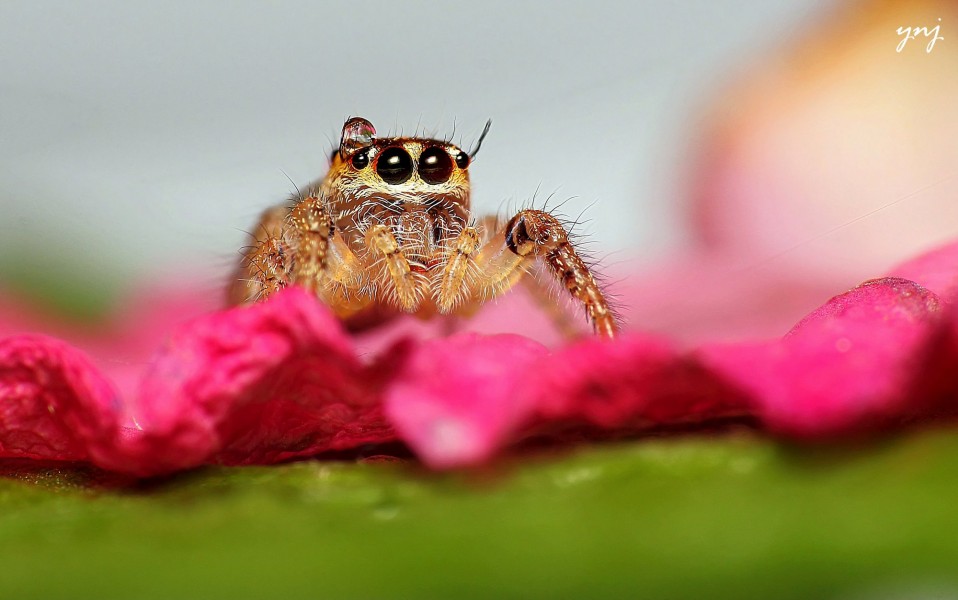 Water Drop and also a jumping spider! (9291534974)