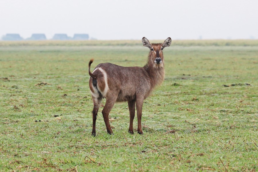 Waterbuck in Chobe National Park 02
