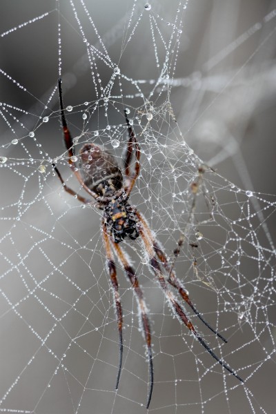 Web spider
