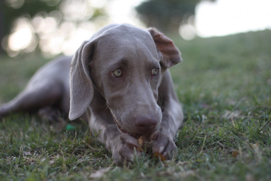 Weimaraner glance by Pedro Lozano