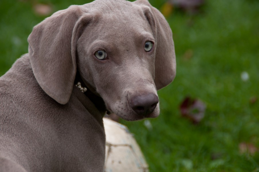 Weimaraner pup Hugo - what!