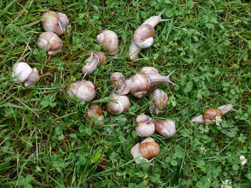 Weinbergschnecken bei Nideggen