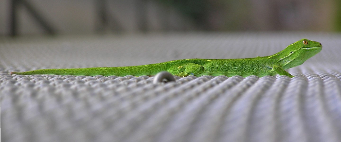 Wellington Green Gecko 01