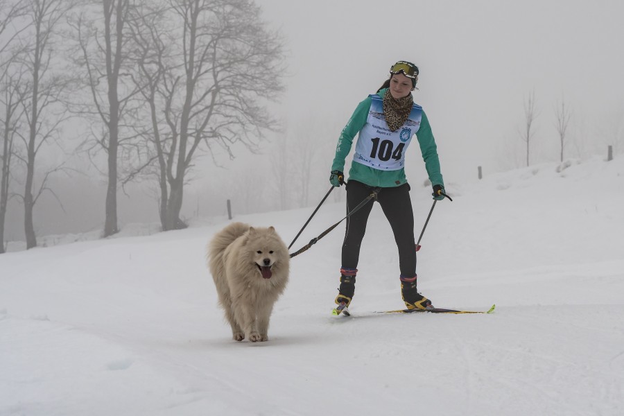 Werfenweng 2018 Skijoering 1 Hund Kat2 Michelle de WILDE -8120