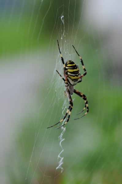 Wespenspinne, Argiope bruennichi 4