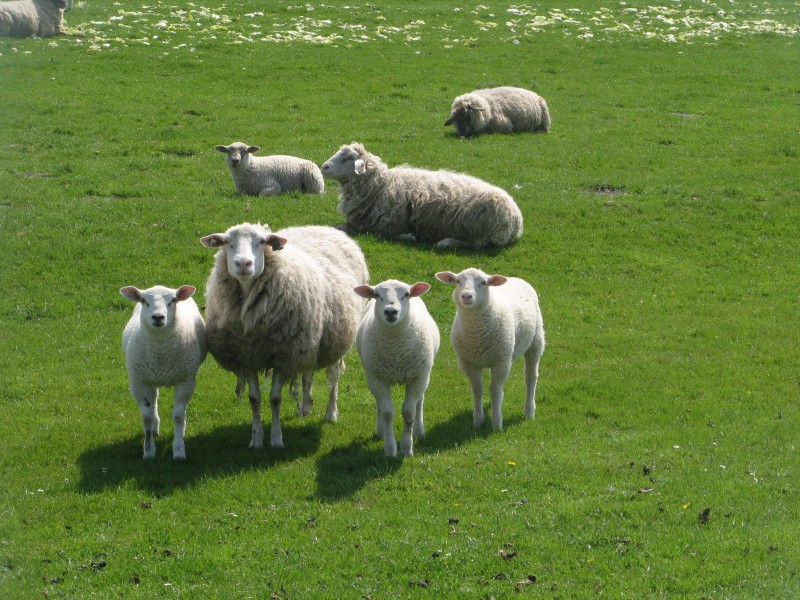 Wesselburenerkoog eiderschafe in positur