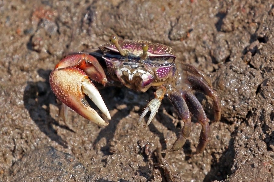 West African fiddler crab (Uca tangeri) male