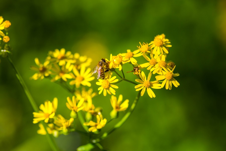 Western honeybee (26681585697)