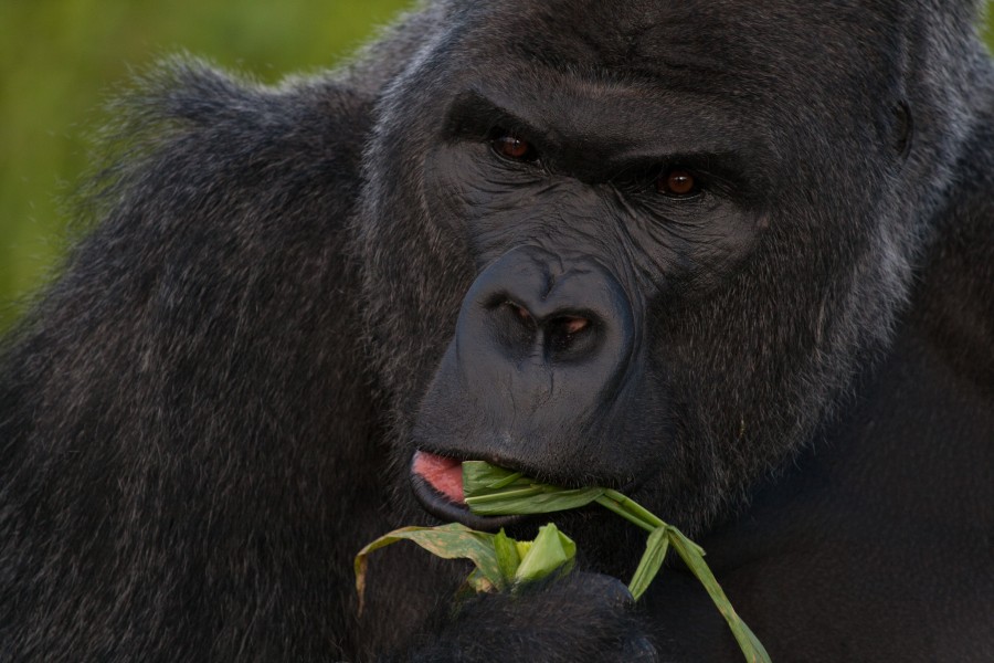 Western lowland gorilla (Gorilla gorilla gorilla) closeup eating