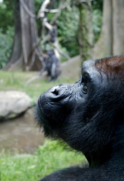Western Lowland Gorilla at Bronx Zoo 4