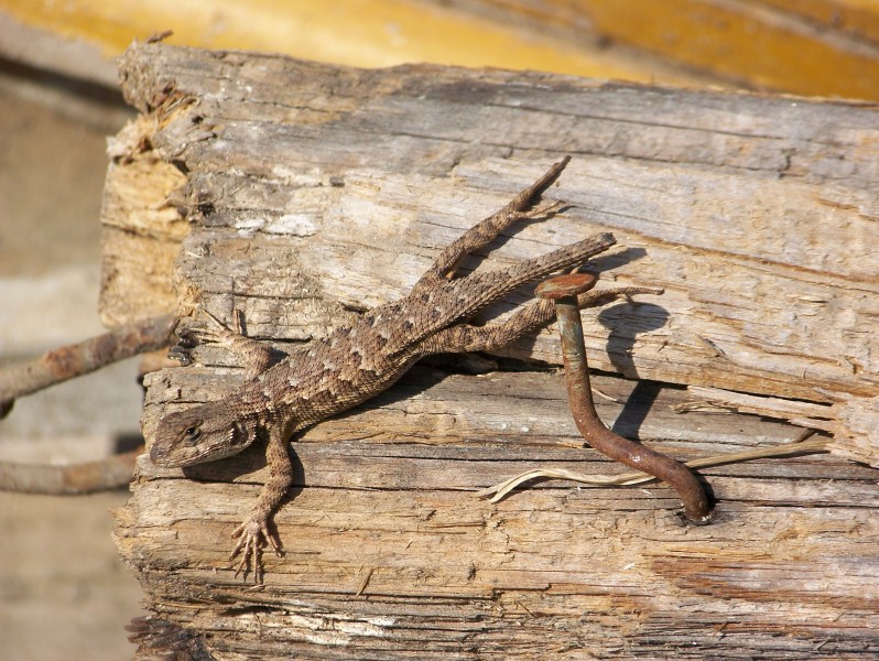 WesternFenceLizardNailMar08