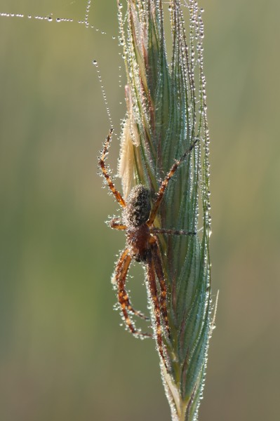 Wet Spider 01 (MK)