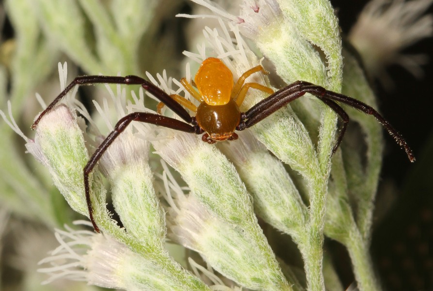 White-banded Crab Spider (male) - Misumenoides formosipes, Meadowood Farm SRMA, Mason Neck, Virginia