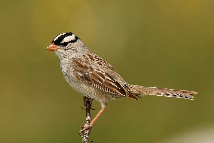 White-crowned-Sparrow