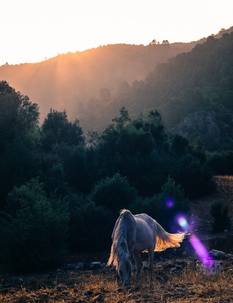White horse in Zaouia d'Ifrane